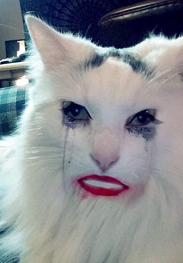 Esses donos resolveram dar uma zuadinha básica no Snap e testaram os filtros mais loucos nos pets. Muito amor, né?
