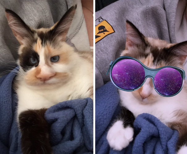 Esses donos resolveram dar uma zuadinha básica no Snap e testaram os filtros mais loucos nos pets. Muito amor, né?