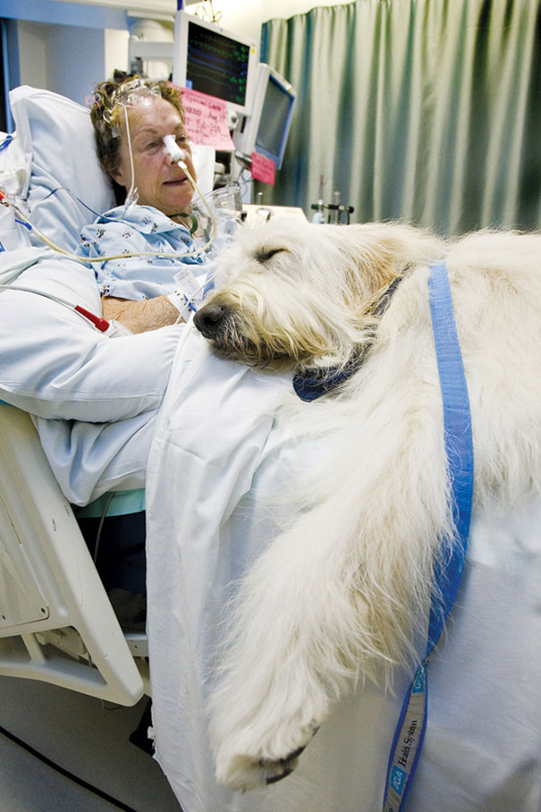 Equipe hospitalar e família seguem o programa à risca para evitar infecções. Os pets não têm contato com todos os pacientes e banho é obrigatório.