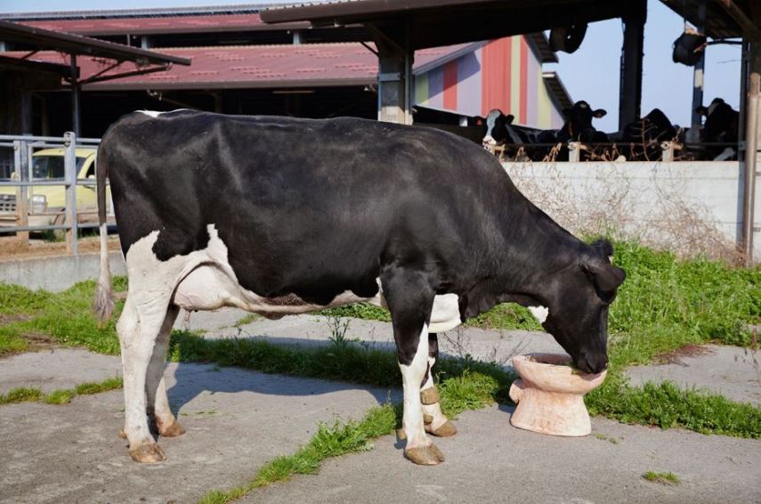 Museu da Merda, na Itália, expõe itens feitos com fezes de vacas e barro