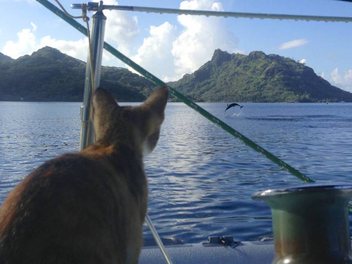 Liz Clarke viaja o mundo em seu barco com a companhia da gatinha Amelia. Fofura demais!