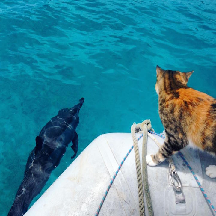 Liz Clarke viaja o mundo em seu barco com a companhia da gatinha Amelia. Fofura demais!
