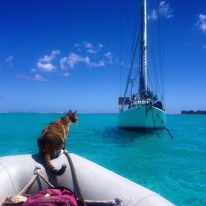 Liz Clarke viaja o mundo em seu barco com a companhia da gatinha Amelia. Fofura demais!