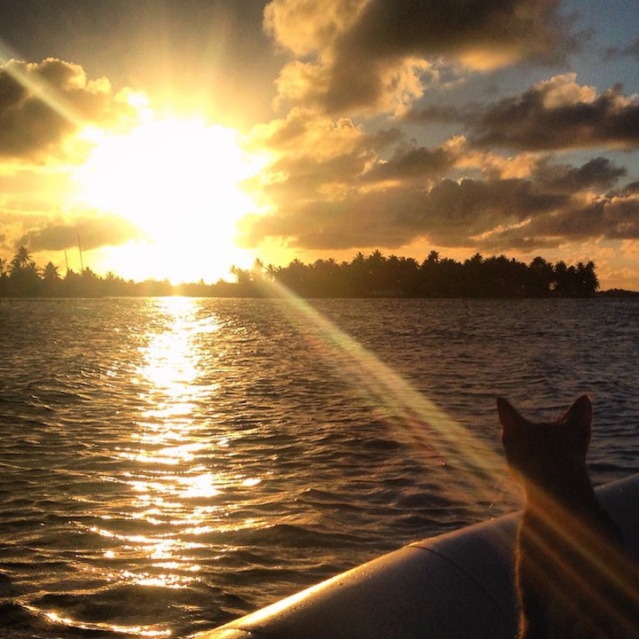 Liz Clarke viaja o mundo em seu barco com a companhia da gatinha Amelia. Fofura demais!
