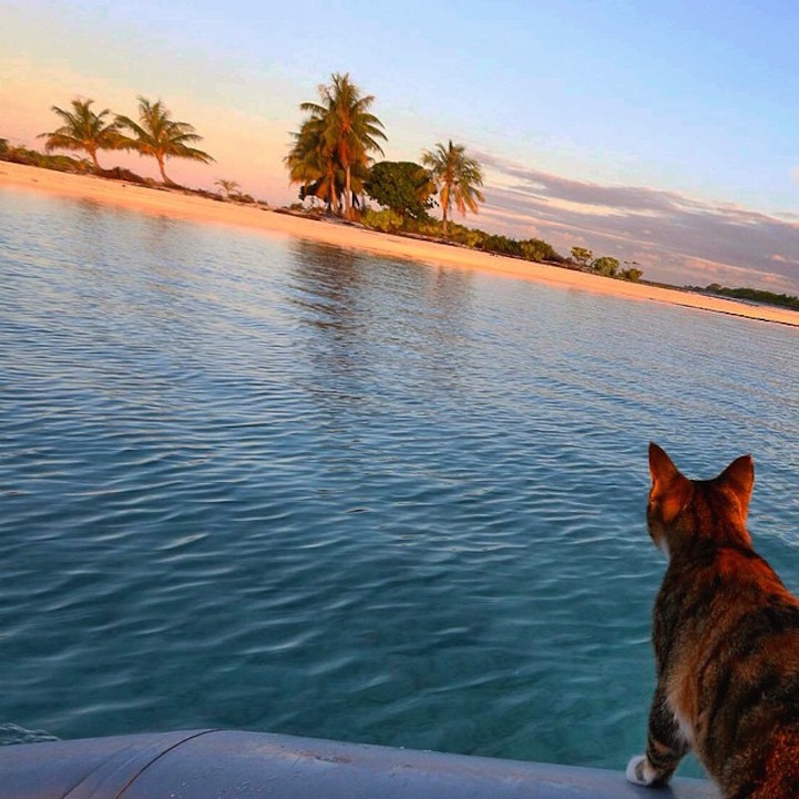 Liz Clarke viaja o mundo em seu barco com a companhia da gatinha Amelia. Fofura demais!