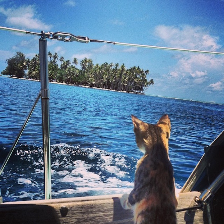 Liz Clarke viaja o mundo em seu barco com a companhia da gatinha Amelia. Fofura demais!