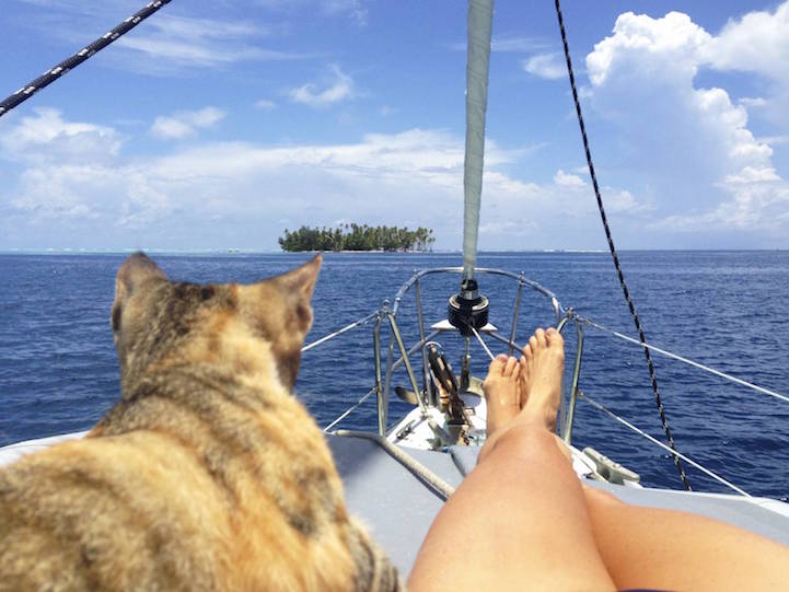 Liz Clarke viaja o mundo em seu barco com a companhia da gatinha Amelia. Fofura demais!