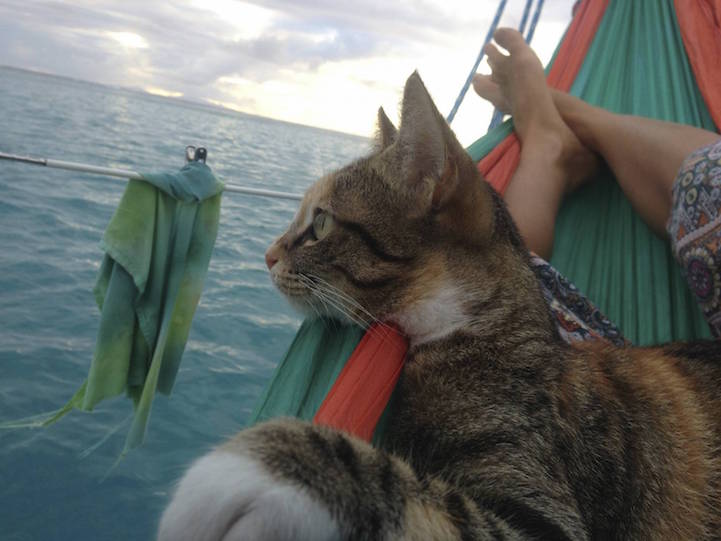 Liz Clarke viaja o mundo em seu barco com a companhia da gatinha Amelia. Fofura demais!