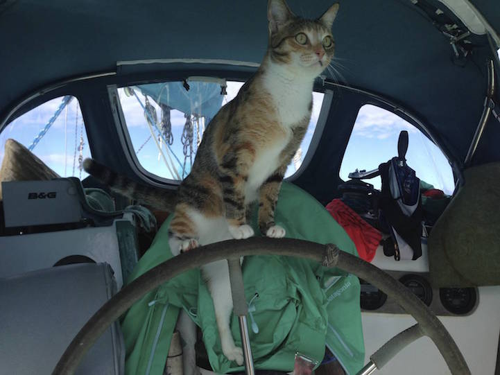 Liz Clarke viaja o mundo em seu barco com a companhia da gatinha Amelia. Fofura demais!