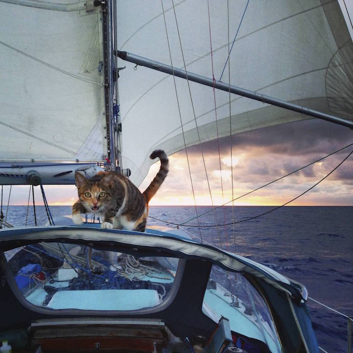 Liz Clarke viaja o mundo em seu barco com a companhia da gatinha Amelia. Fofura demais!