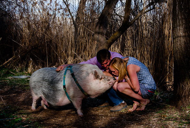 Com 115kg, Ziggy é o animal de estimação de  Kristin e Jay e estrelou o ensaio de noivado junto com o casal