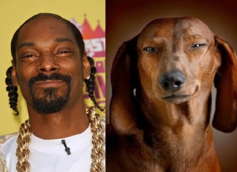 Na verdade, muitos cachorros são a cara do Snoop Dogg.