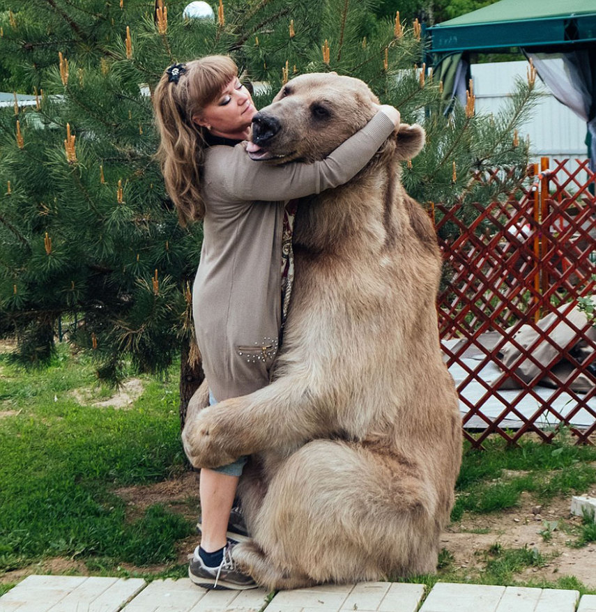 Há 23 anos, Svetlana e Yuriy Panteleenko adotaram o pequeno Stepan, um urso órfão de apenas três meses