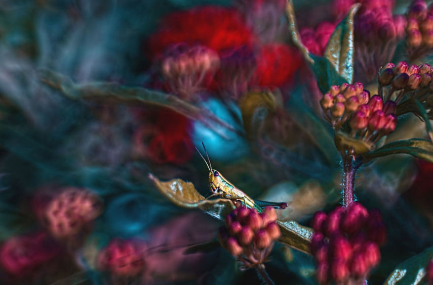  In My Wonderland, série de fotógrafa polonesa
