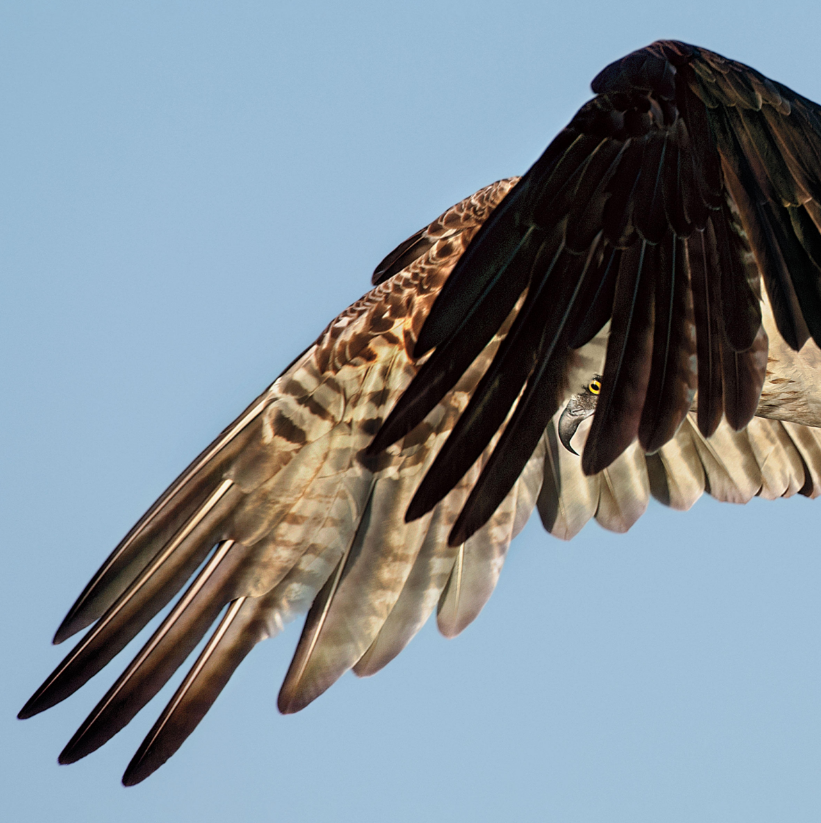 Você pode até não ser uma admirador de fotografia de pássaros que se impressionará com estas imagens. A Audubon Society, uma organização não-governamental norte-americana, anunciou os vencedores da sétima edição do seu prêmio de fotografia. As imagens foram selecionadas entre 7 mil retratos que foram enviados para o concurso.  Todas as imagens vencedoras serão publicadas na revista da Audubon. A instituição, que não tem fins lucrativos, tem como um de seus objetivos a proteção da vida animal, principalmente os pássaros.