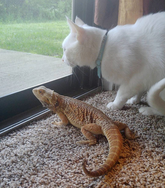 Conheça Charles, um pequeno lagarto fêmea, e Baby, um gato branco e super fofo, que são os melhores amigos que alguém pode imaginar