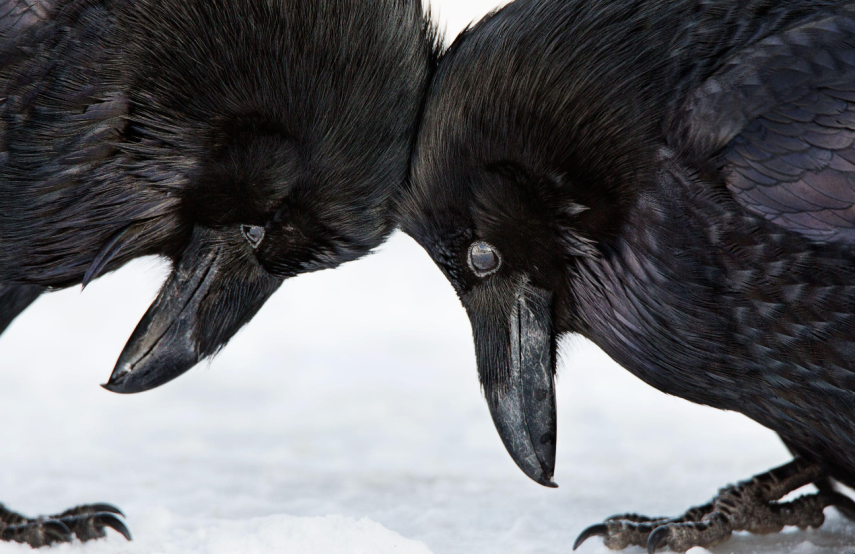 Você pode até não ser uma admirador de fotografia de pássaros que se impressionará com estas imagens. A Audubon Society, uma organização não-governamental norte-americana, anunciou os vencedores da sétima edição do seu prêmio de fotografia. As imagens foram selecionadas entre 7 mil retratos que foram enviados para o concurso.  Todas as imagens vencedoras serão publicadas na revista da Audubon. A instituição, que não tem fins lucrativos, tem como um de seus objetivos a proteção da vida animal, principalmente os pássaros.