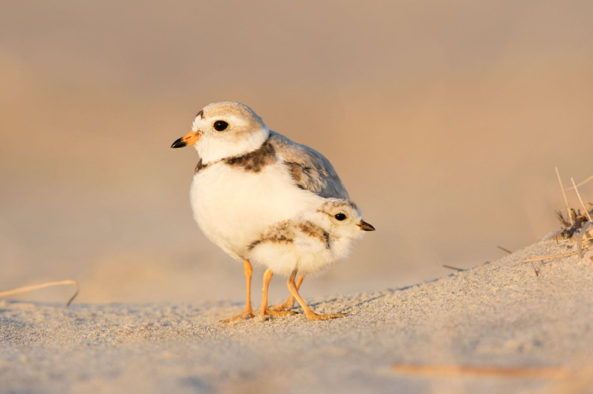 Você pode até não ser uma admirador de fotografia de pássaros que se impressionará com estas imagens. A Audubon Society, uma organização não-governamental norte-americana, anunciou os vencedores da sétima edição do seu prêmio de fotografia. As imagens foram selecionadas entre 7 mil retratos que foram enviados para o concurso.  Todas as imagens vencedoras serão publicadas na revista da Audubon. A instituição, que não tem fins lucrativos, tem como um de seus objetivos a proteção da vida animal, principalmente os pássaros.