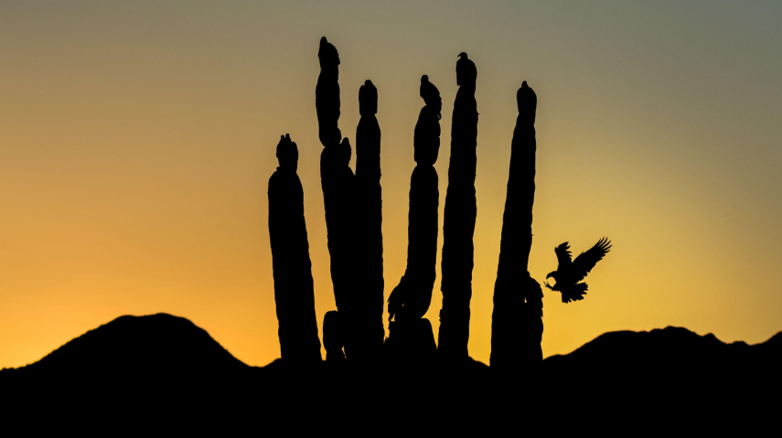 Você pode até não ser uma admirador de fotografia de pássaros que se impressionará com estas imagens. A Audubon Society, uma organização não-governamental norte-americana, anunciou os vencedores da sétima edição do seu prêmio de fotografia. As imagens foram selecionadas entre 7 mil retratos que foram enviados para o concurso.  Todas as imagens vencedoras serão publicadas na revista da Audubon. A instituição, que não tem fins lucrativos, tem como um de seus objetivos a proteção da vida animal, principalmente os pássaros.