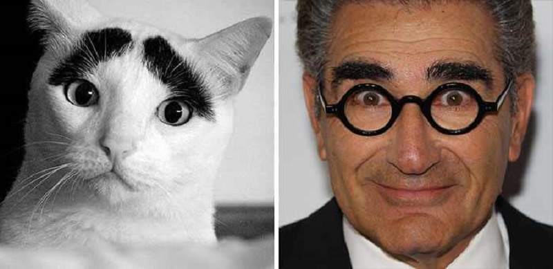 Já pode ter um 'American Pie' versão gatos
