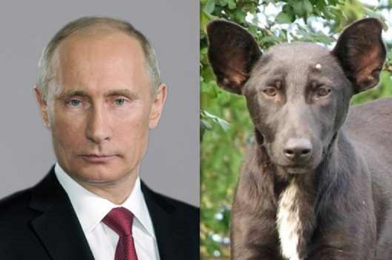 Vladimir Putin e o presidente da Rússia canina