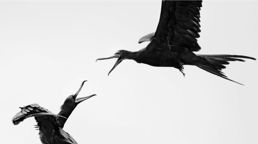 Você pode até não ser uma admirador de fotografia de pássaros que se impressionará com estas imagens. A Audubon Society, uma organização não-governamental norte-americana, anunciou os vencedores da sétima edição do seu prêmio de fotografia. As imagens foram selecionadas entre 7 mil retratos que foram enviados para o concurso.  Todas as imagens vencedoras serão publicadas na revista da Audubon. A instituição, que não tem fins lucrativos, tem como um de seus objetivos a proteção da vida animal, principalmente os pássaros.