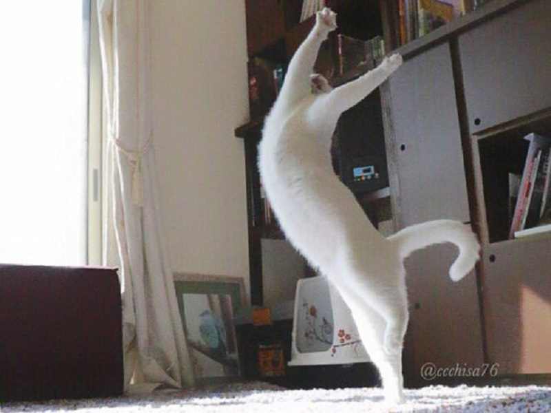 Gato impressiona com movimentos de balé em fotos no Twitter