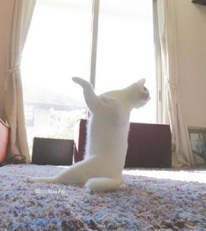 Gato impressiona com movimentos de balé em fotos no Twitter