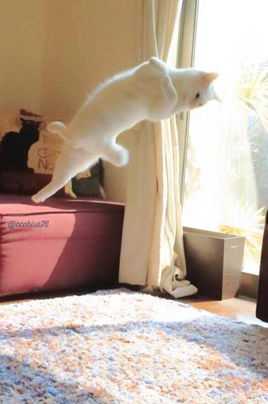 Gato impressiona com movimentos de balé em fotos no Twitter