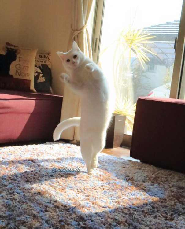 Gato impressiona com movimentos de balé em fotos no Twitter