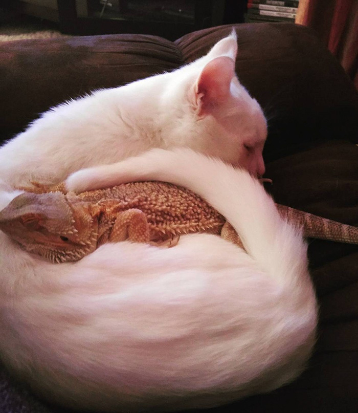 Conheça Charles, um pequeno lagarto fêmea, e Baby, um gato branco e super fofo, que são os melhores amigos que alguém pode imaginar