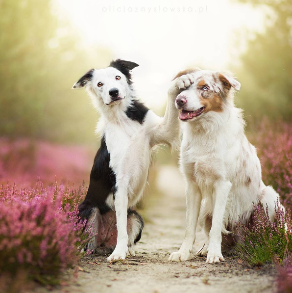 A fotógrafa polonesa Alicja Zmysłowska, de 20 anos, faz fotos incríveis de seus cachorros
