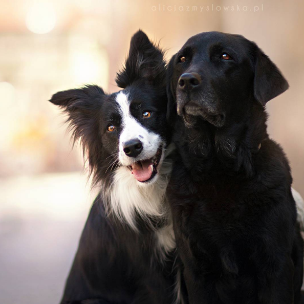 A fotógrafa polonesa Alicja Zmysłowska, de 20 anos, faz fotos incríveis de seus cachorros