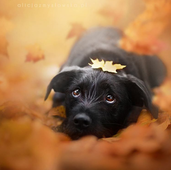 A fotógrafa polonesa Alicja Zmysłowska, de 20 anos, faz fotos incríveis de seus cachorros