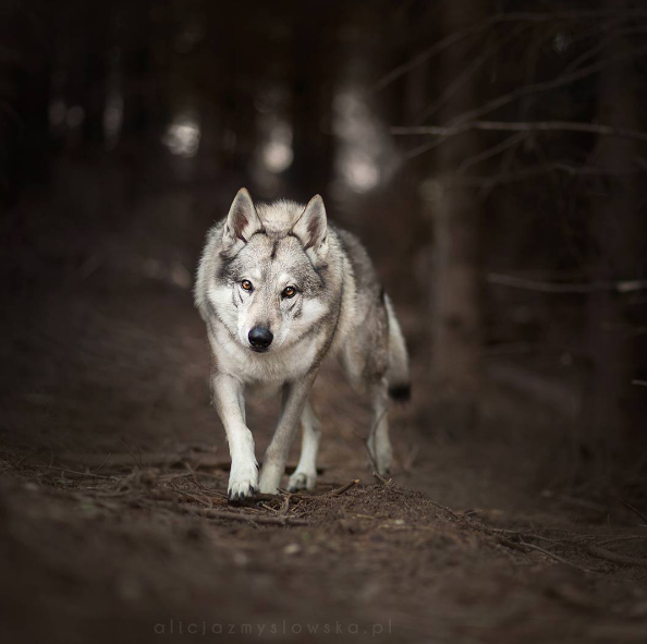 A fotógrafa polonesa Alicja Zmysłowska, de 20 anos, faz fotos incríveis de seus cachorros