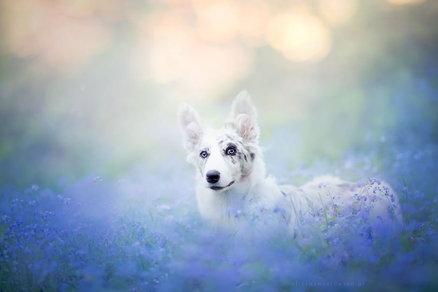 A fotógrafa polonesa Alicja Zmysłowska, de 20 anos, faz fotos incríveis de seus cachorros