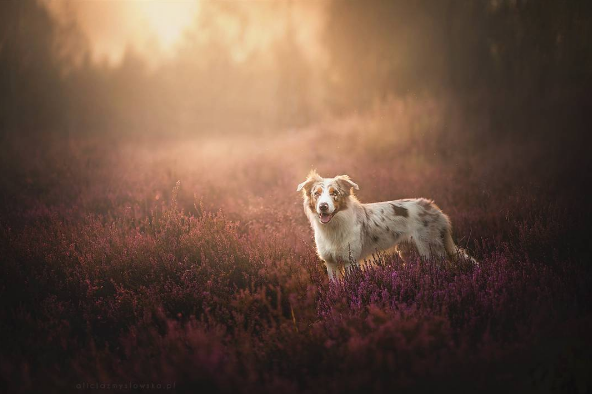 A fotógrafa polonesa Alicja Zmysłowska, de 20 anos, faz fotos incríveis de seus cachorros