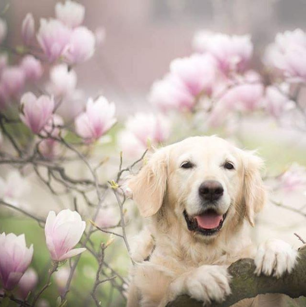 A fotógrafa polonesa Alicja Zmysłowska, de 20 anos, faz fotos incríveis de seus cachorros