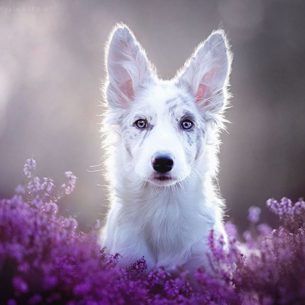 A fotógrafa polonesa Alicja Zmysłowska, de 20 anos, faz fotos incríveis de seus cachorros