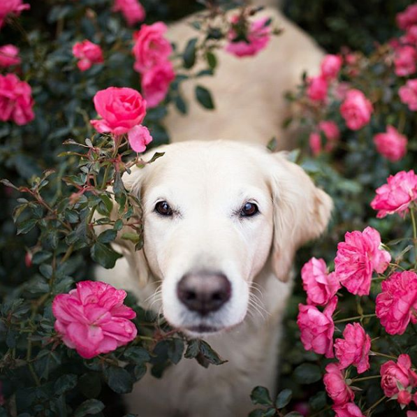 A fotógrafa polonesa Alicja Zmysłowska, de 20 anos, faz fotos incríveis de seus cachorros