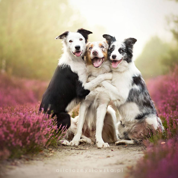 A fotógrafa polonesa Alicja Zmysłowska, de 20 anos, faz fotos incríveis de seus cachorros