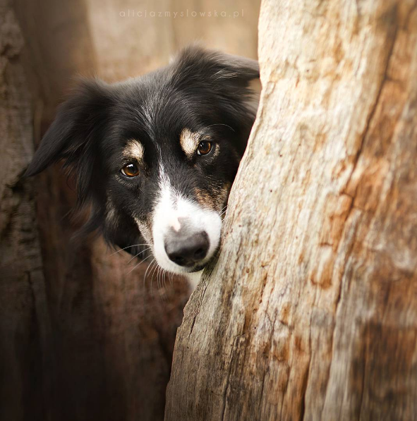 A fotógrafa polonesa Alicja Zmysłowska, de 20 anos, faz fotos incríveis de seus cachorros