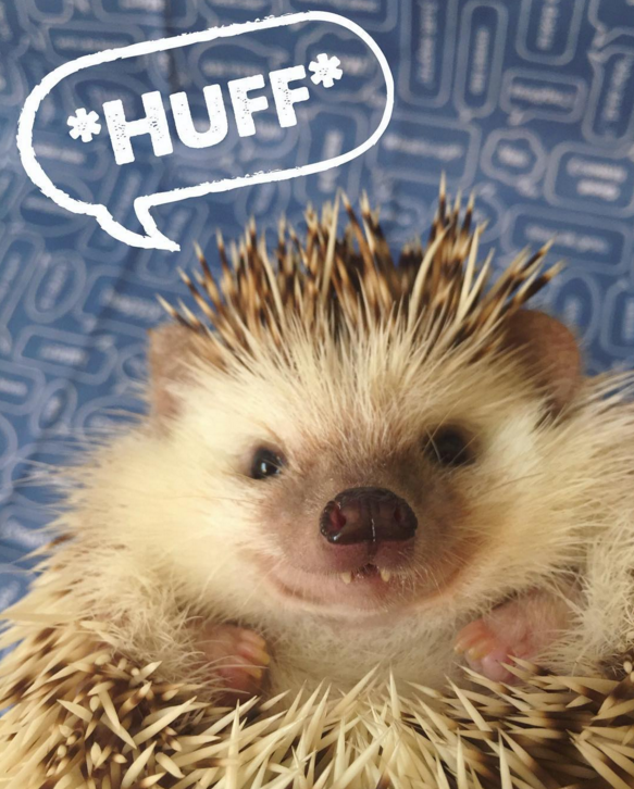 Huff é um porco-espinho pigmeu africano de 3 anos