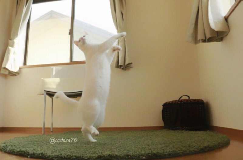 Gato impressiona com movimentos de balé em fotos no Twitter