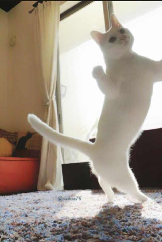 Gato impressiona com movimentos de balé em fotos no Twitter