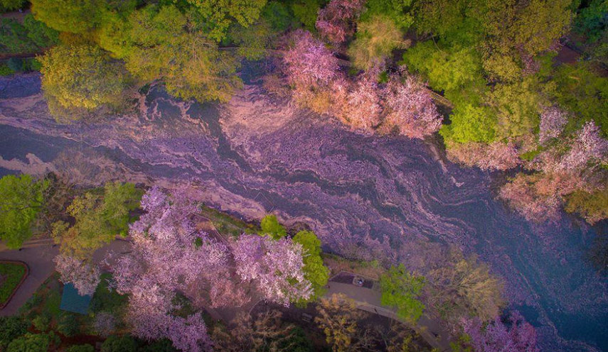 As famosas árvores criam cenários maravilhosas no parque Inokashira, em Tóquio