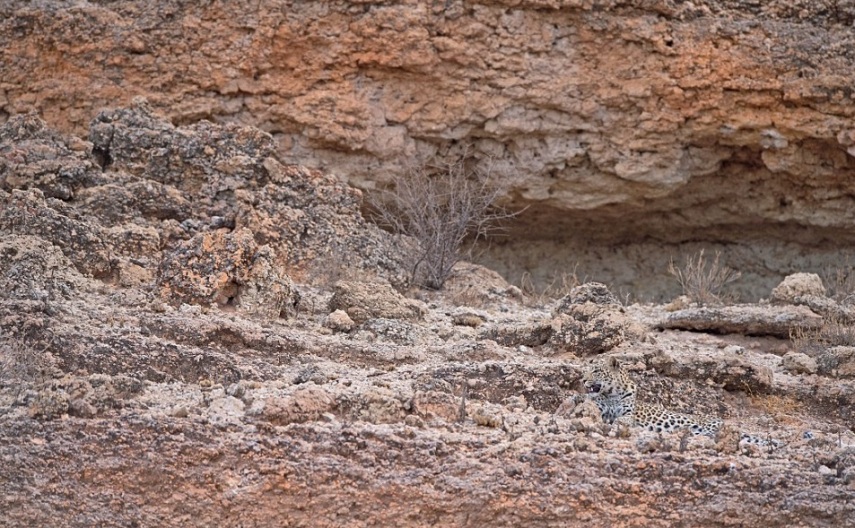 O fotógrafo Morkel Erasmus levou sete anos para clicar o felino camuflado em pedras do Kgalagadi Transfrontier Park, que fica na fronteira entre África do Sul e Botswana