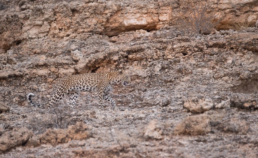 O fotógrafo Morkel Erasmus levou sete anos para clicar o felino camuflado em pedras do Kgalagadi Transfrontier Park, que fica na fronteira entre África do Sul e Botswana