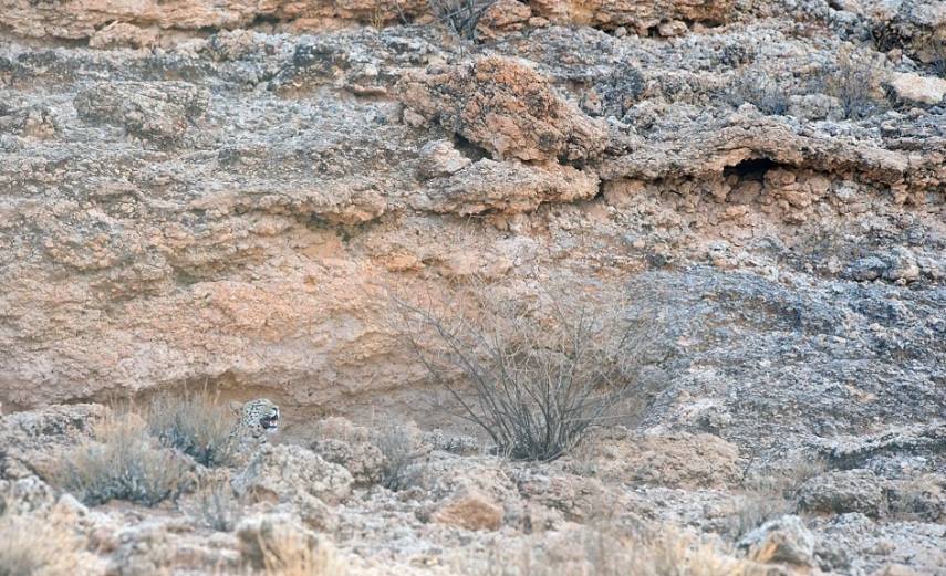 O fotógrafo Morkel Erasmus levou sete anos para clicar o felino camuflado em pedras do Kgalagadi Transfrontier Park, que fica na fronteira entre África do Sul e Botswana