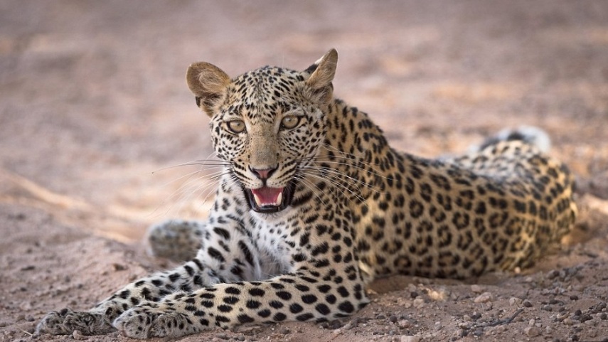 O fotógrafo Morkel Erasmus levou sete anos para clicar o felino camuflado em pedras do Kgalagadi Transfrontier Park, que fica na fronteira entre África do Sul e Botswana